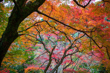 牛滝山　大威徳寺の紅葉