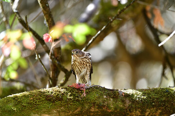 A Cooper's Hawk, aka Accipiter cooperii devouring a huge rodent for lunch