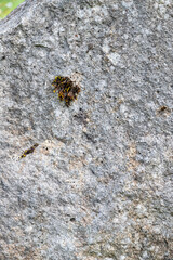 Textured gray rock as a nature background
