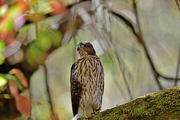 A Cooper's Hawk, aka Accipiter cooperii devouring a huge rodent for lunch