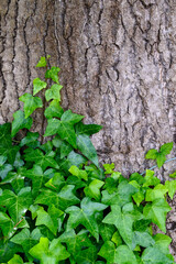 Closeup of invasive English ivy growing on an evergreen tree trunk, as a nature background
