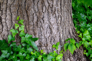 Closeup of invasive English ivy growing on an evergreen tree trunk, as a nature background
