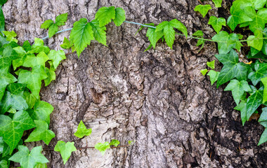 Closeup of invasive English ivy growing on an evergreen tree trunk, as a nature background
