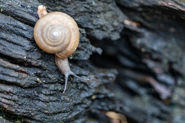 Selective focus of closeup shot: land snail moving on black wooden surface in a moisture garden. Brown mollusk is used for medical purpose. Slime from terrestrial snail provides matter for collagen