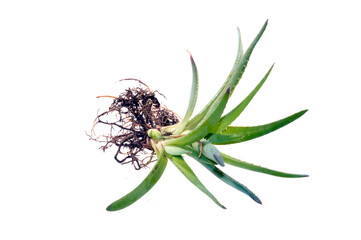 Obraz premium aloe flower isolated on white background