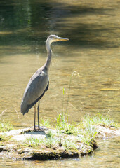 reiher, bird, wasser, natur, wild lebende tiere, tier, blau, reiher, wild, grossartig
