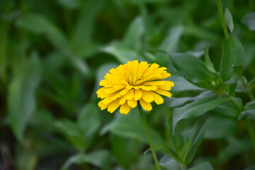 Zinnia flowers with natural blurred background.