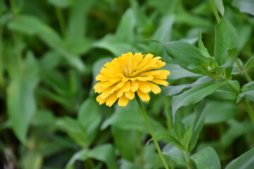 Zinnia flowers with natural blurred background.