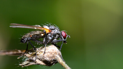 fliege, insecta, makro, natur, blatt, green, tier, badgered, close up,