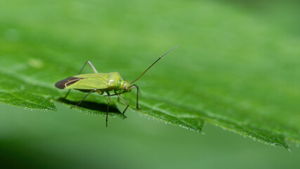 insecta, green, makro, naturr, blatt, badgered, tier, gras,