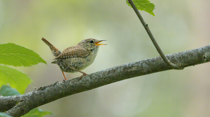bird, robin, natur, wild lebende tiere, tier, ast, wild, baum, schnabel, rot,