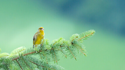 bird, natur, wild lebende tiere, gelb, tier, wild, finch, feather, green,