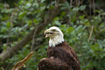 Adult Bald Eagle