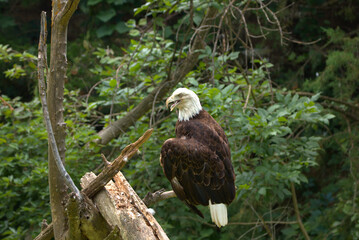 Adult Bald Eagle