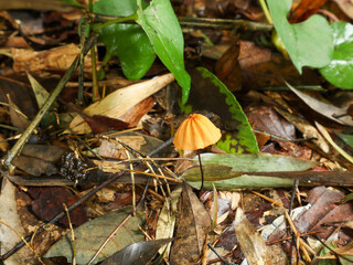 可愛いきのこ（ハナオチバタケ）