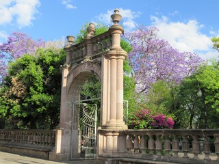 San Marcos gardens, Mexico with chacarandas