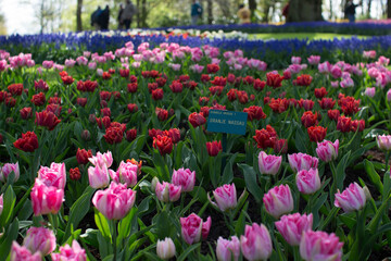キューケンホフ公園のチューリップ