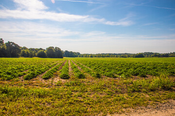 Rows of plants on farm land