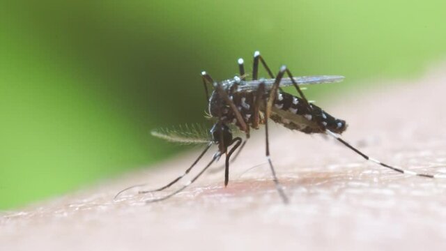 Aedes aegypti Mosquito on skin. Close up a Mosquito sucking human blood