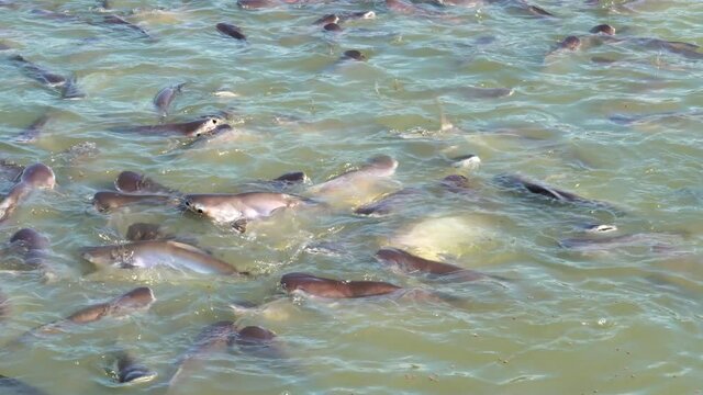 Many catfish in the pond that usurp food.