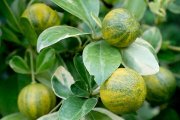 Kumquat fruit on the tree. It is one kind of orange that is smaller than general orange. The skin...