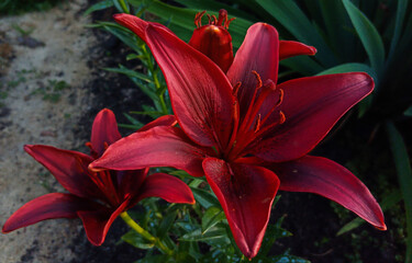 burgundy chic lily in the outdoor garden. High quality photo