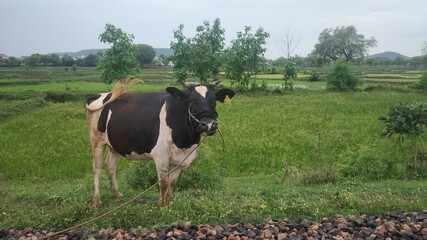 Fototapeta premium Milky cow in countryside farm area in greenery grass
