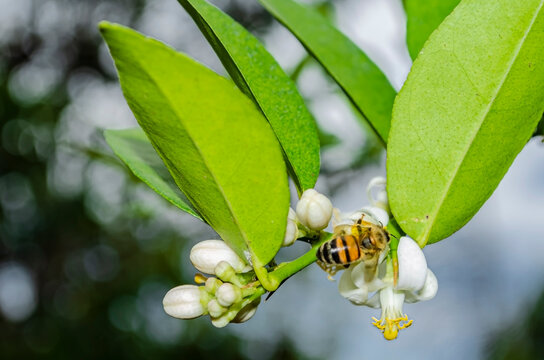 Bee On Blossom Of Key Lime Tree