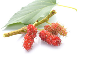 organic Mulberry fruits isolated on white background.