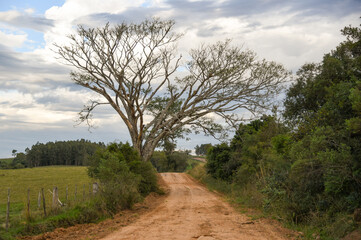 Fototapeta na wymiar Rural and agricultural landscapes in the pampa biome region in southern Brazil