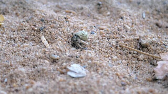 tiny grey crab with thick shell rows along boundless beach sand past dry yellow and orange leaves close view slow motion. Concept tropical beach fauna