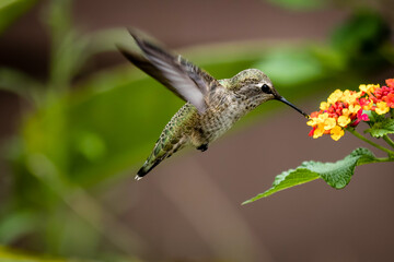Fototapeta na wymiar closeup of humming bird