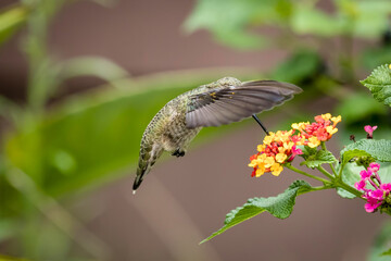 closeup of humming bird