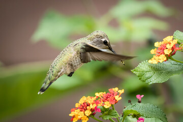 closeup of humming bird