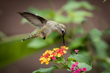 closeup of humming bird