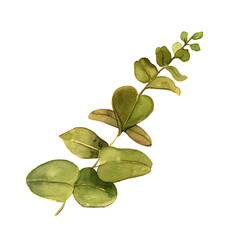 Design elements green twigs, leaves for a bouquet. Foliage vegetation, eucalyptus natural leaves in a watercolor style.