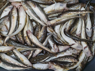 Freshly caught fish in the white sea on the market. 