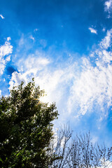 Obraz premium a bright ray of sun shines through the branches of a tree against a background of bright blue sky and many white clouds. A warm July day