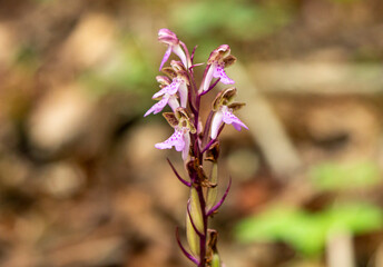 Spitzel`s Orchid (Orchis spitzelii) close up picture