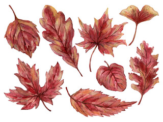 Watercolor gouache Autumn Fall branches with leaves hand drawn illustration element Design for...