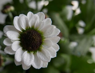 Big white flower on left
