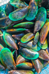 Fresh scallops © Mulin