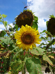 sunflowers in the field with sky