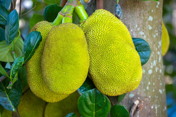 Children and jackfruit