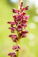 Bug Orchid (Orchis coriophora) in natural habitat