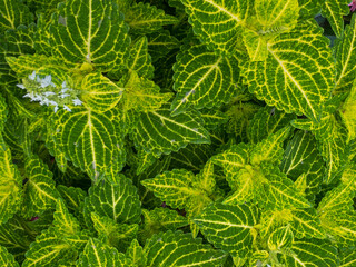 green striated leaves with flower