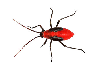 Red mountain bug  laurel mirid Lopidea major bug. Plant bug in the family Miridae.
