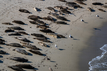 Sea lion at the La Jolla cove