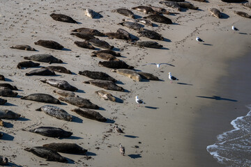 Sea lion at the La Jolla cove