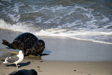 Obraz premium Sea lion at the La Jolla cove